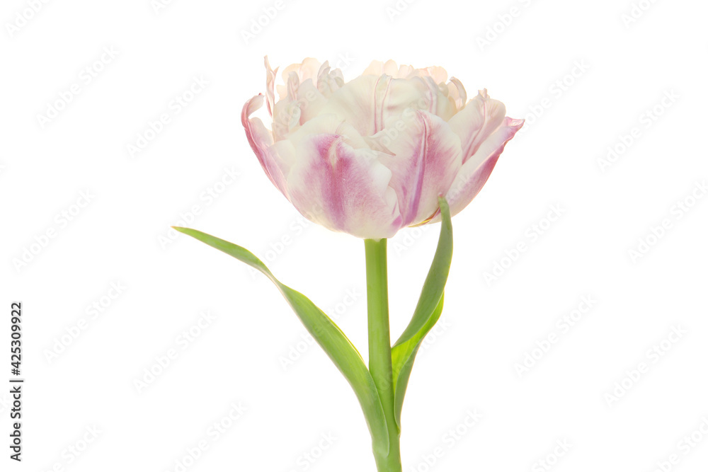 pale pink fluffy tulip flower on a white background