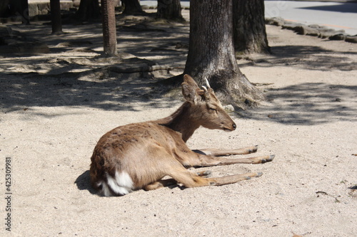 Miyajima deer
