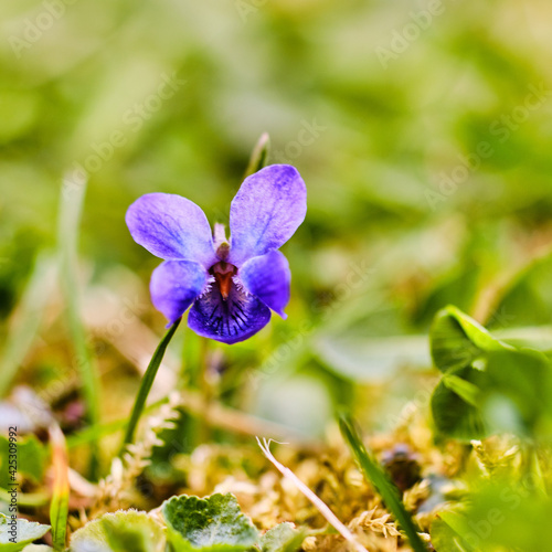 Viola Konigin Charlotte flower in Spring photo