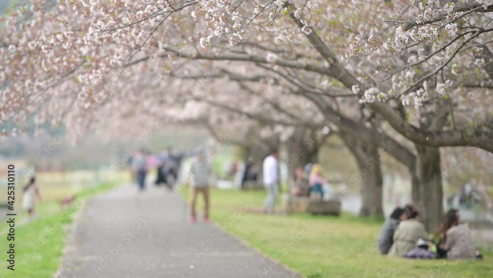 people walking and going on a picnic under Sakura cherry blossom trees people walking and going on a picnic under Sakura cherry blossom trees