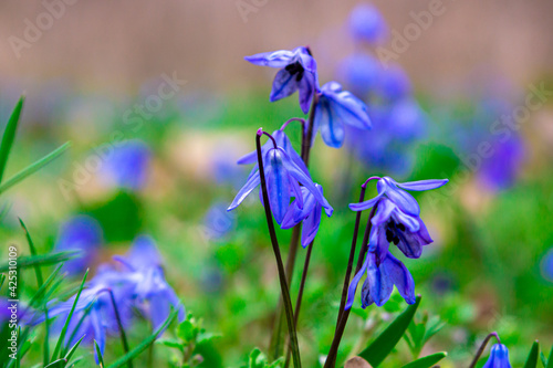 First spring flowers. Beautiful blue flower. Scylla on the background of nature photo