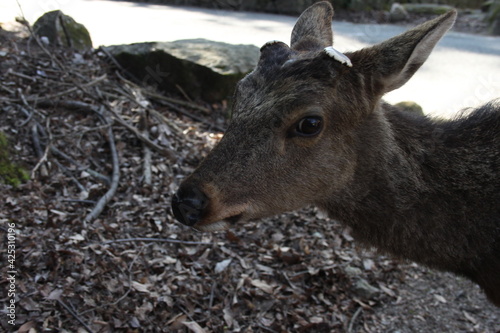 Miyajima Deer