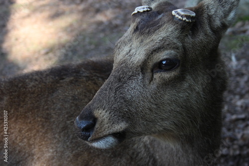 Miyajima Deer