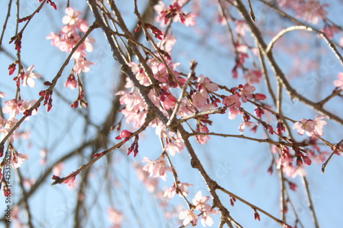 Blossom