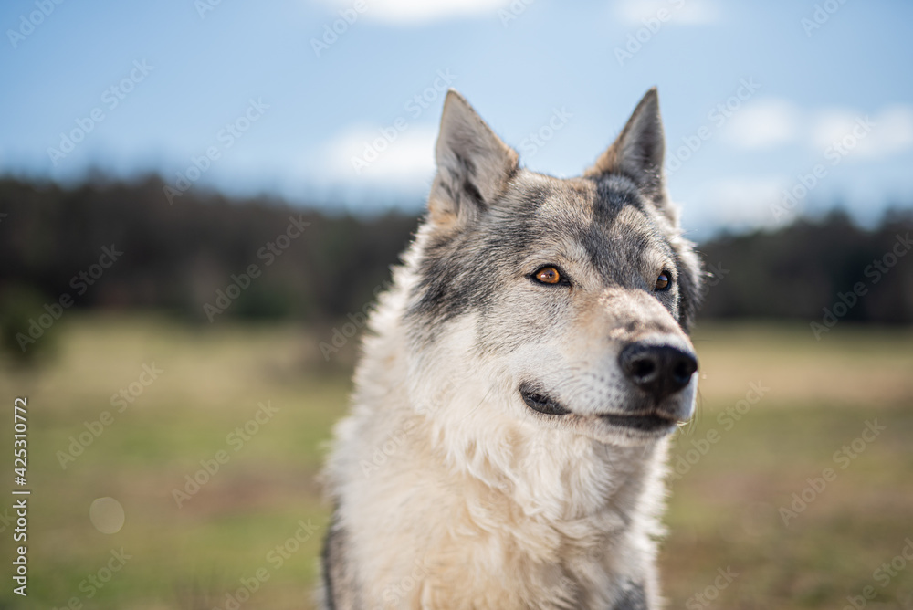 portrait of adult czechoslovakian wolfdog (8 years)
