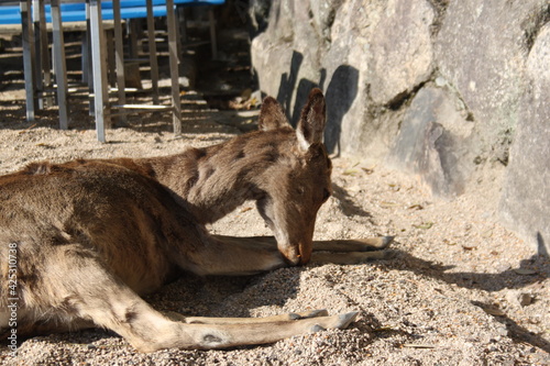Miyajima Deer