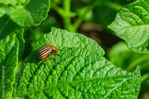 Pests of agricultural plants. Colorado potato beetle or potato leaf beetle (Latin: Leptinotarsa decemlineata) on potato leaves close up. Soft selective focus.