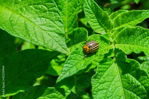 Pests of agricultural plants. Colorado potato beetle or potato leaf beetle (Latin: Leptinotarsa decemlineata) sitting on bushes in a potato field. Soft selective focus.