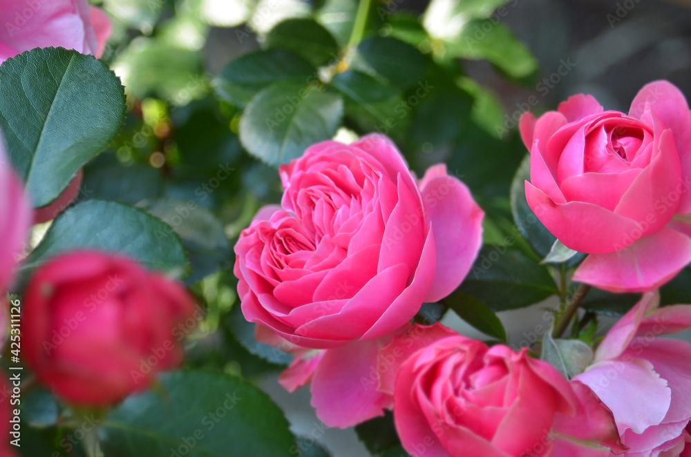 Beautiful rose flower Beautiful rose flower