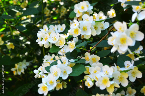 Beautiful jasmine flower