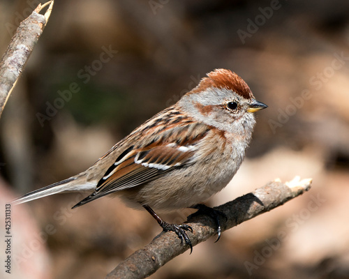 Chipping Sparrow Phot Stock. Close-up profile side view perched on a branch with a blur background and enjoying its environment and habitat. Image. Picture. Portrait.