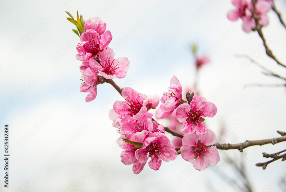 Blüte des roten Weinbergspfirsichs Blüte des roten Weinbergspfirsichs