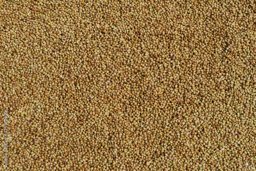Coriander seeds. Full frame view of dry coriander spices kept for sale in the market.. Close up of a pile of seeds. Coriander seeds. Full frame view of dry coriander spices kept for sale in the market.. Close up of a pile of seeds.