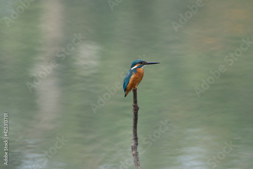 Common Kingfisher on Stick in Water photo