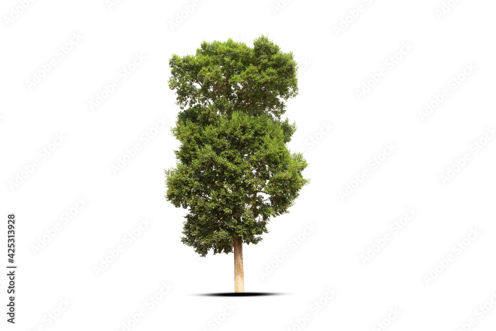 tree isolated on white background tree isolated on white background