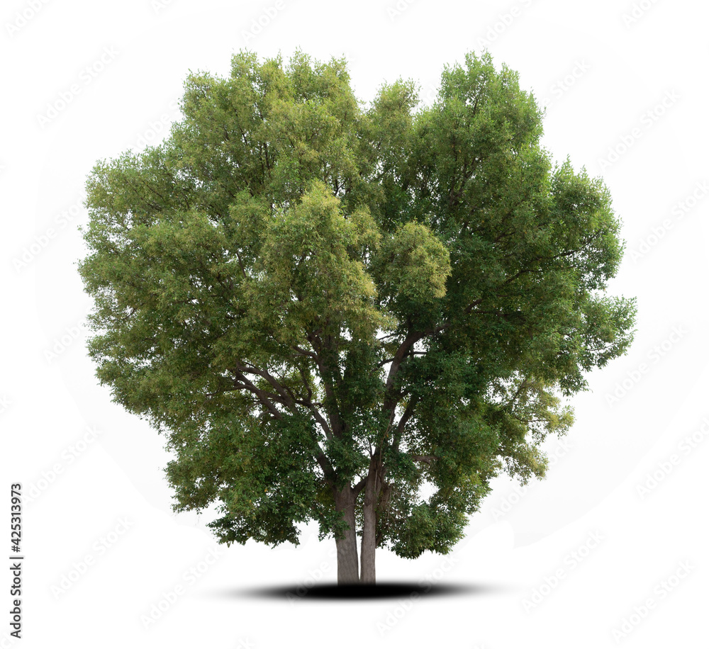 Fototapeta premium tree isolated on white background