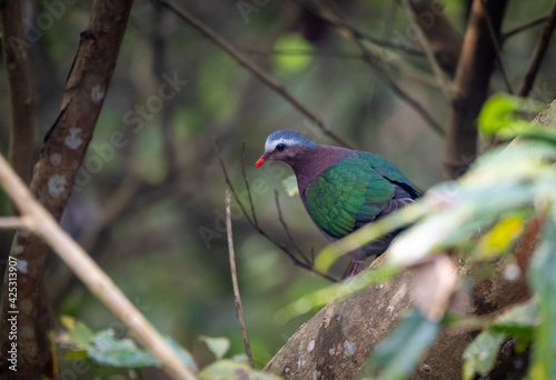Emerald Dove in the Jungle