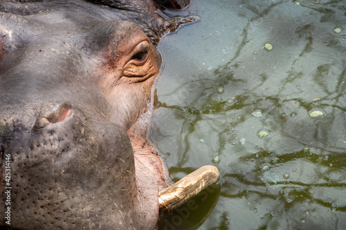 Hippo Front Half Face View