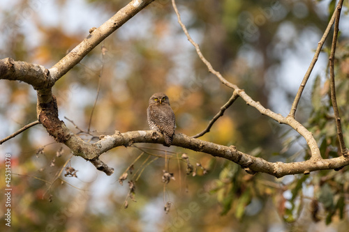 Jungle Owlet on Branch © World Travel Photos