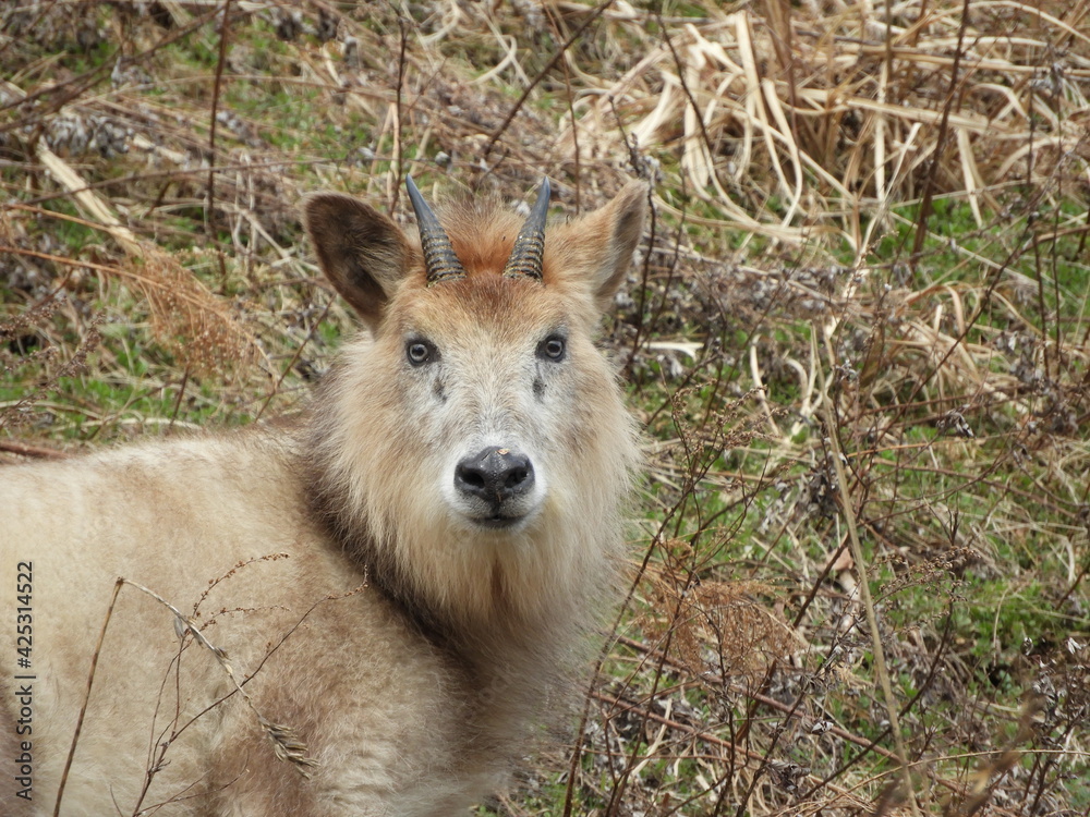 Fototapeta premium 野生のカモシカ