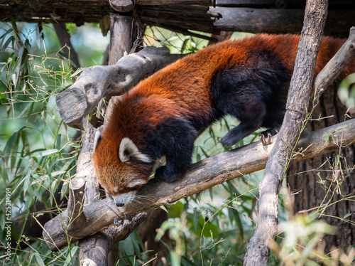 Red Panda Climbing on Branch