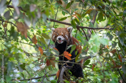 Red Panda Sitting in Tree