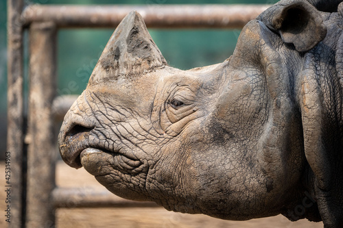 A close up view of a one horned rhino head.