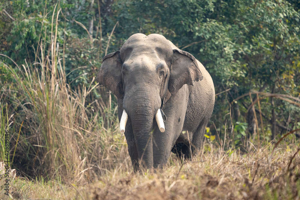 Fototapeta premium Wild Elephant in the Jungle
