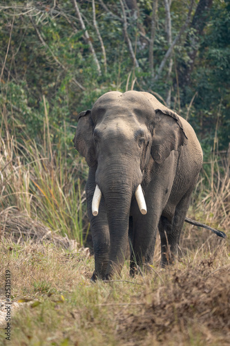 Wild Elephant in the Jungle Portrait