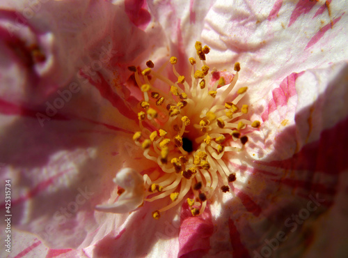 macro dell'interno di una bella camelia screziata photo