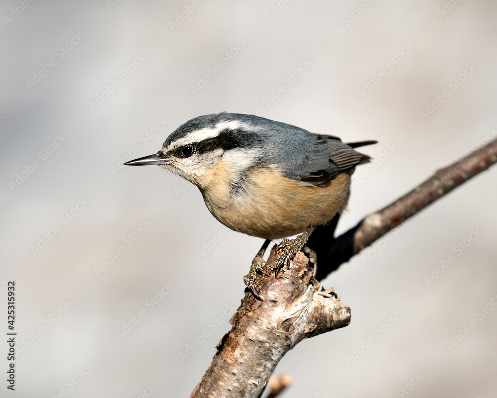Nuthatch Stock Photos. Close-up profile view perched on a tree branch in its environment and habitat with a blur background, displaying feather plumage and bird tail. Image. Picture. Portrait. Nuthatch Stock Photos. Close-up profile view perched on a tree branch in its environment and habitat with a blur background, displaying feather plumage and bird tail. Image. Picture. Portrait.