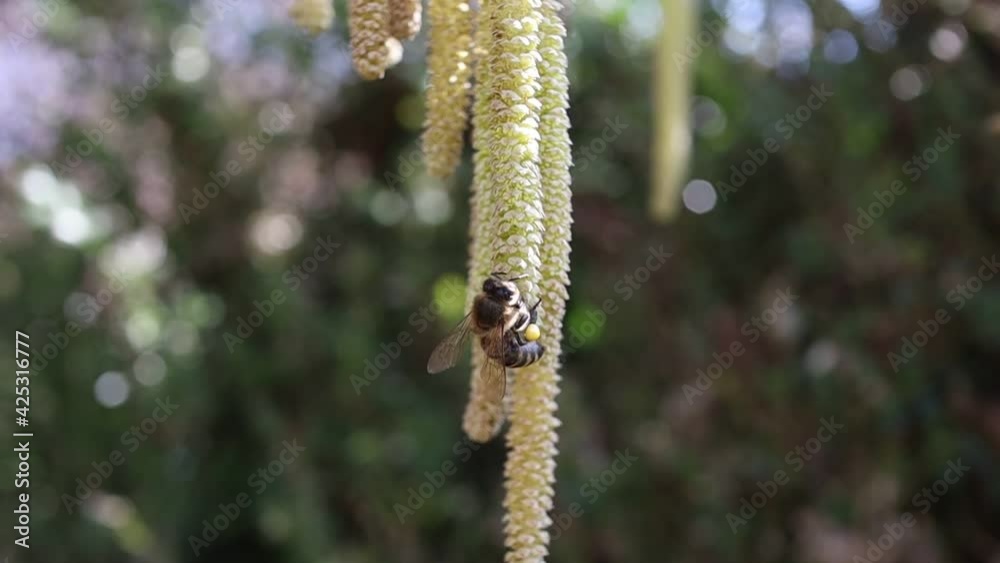 European Honey Bee Pollinates Male Catkins on Common Hazel. Apis Mellifera Collects Pollen.