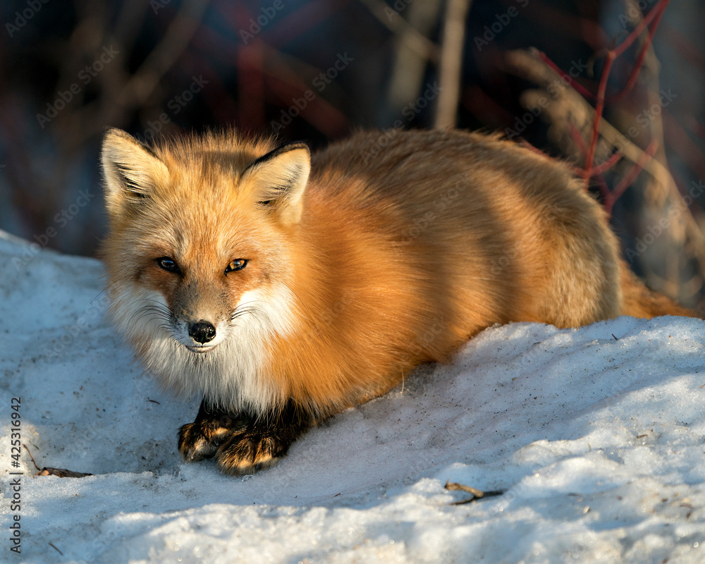 Obraz premium Red Fox Photo Stock. Fox Image. Close-up profile view in the winter season laying on snow with blur forest background and enjoying its environment and habitat. Picture. Portrait.