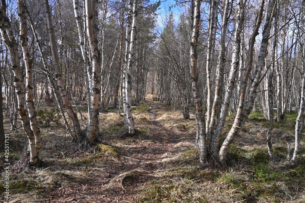 Obraz premium Birch trees among the path