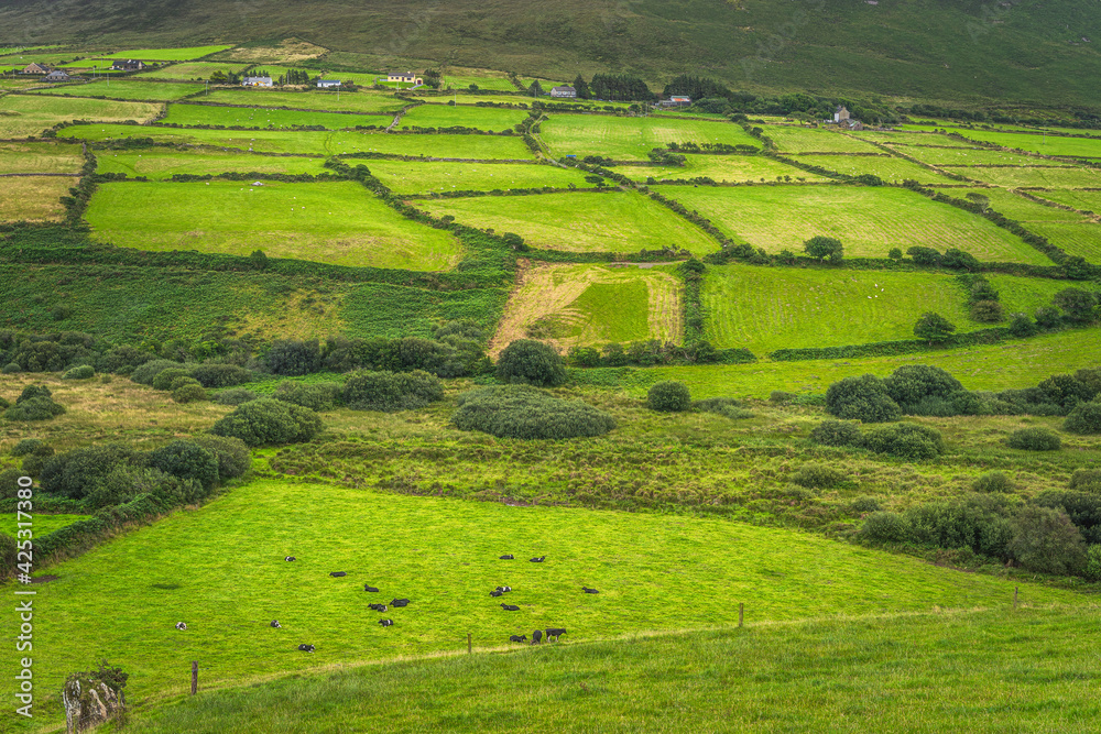 Cattle and sheep herds grazing on green fields. Farms and farmlands on a hill of a mountain in Dingle, Wild Atlantic Way, Kerry, Ireland