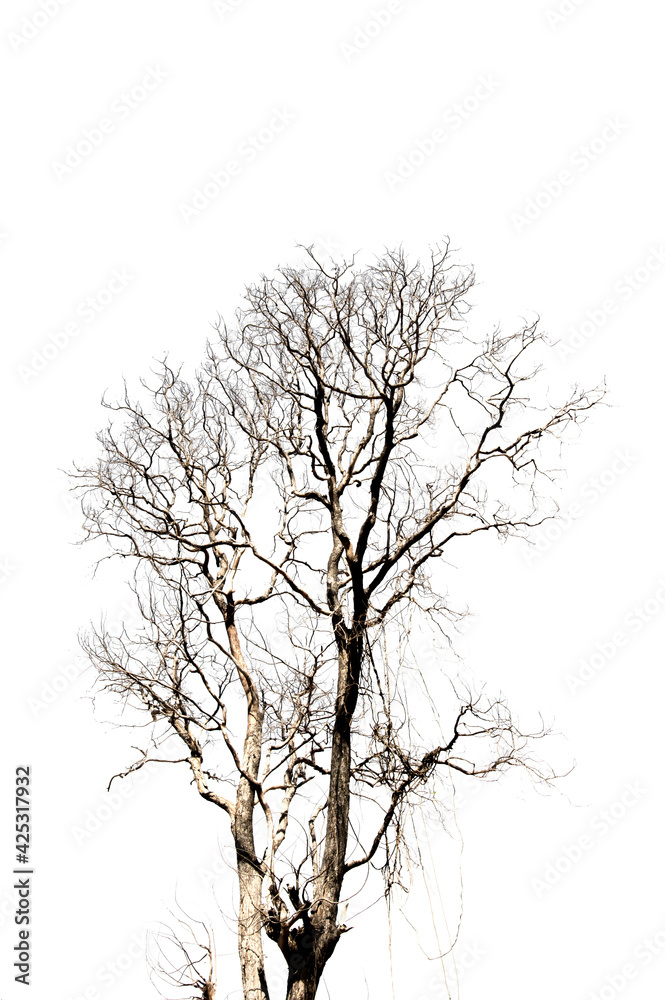 Dry branch of dead tree with cracked dark bark.beautiful dry branch of tree isolated on white background.Single old and dead tree.Dry wooden stick from the forest isolated on white background .