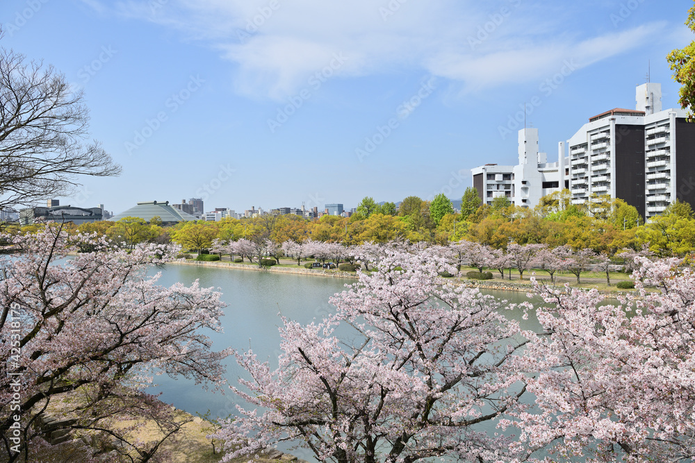 Obraz premium 広島市を流れる本川の土手の桜並木