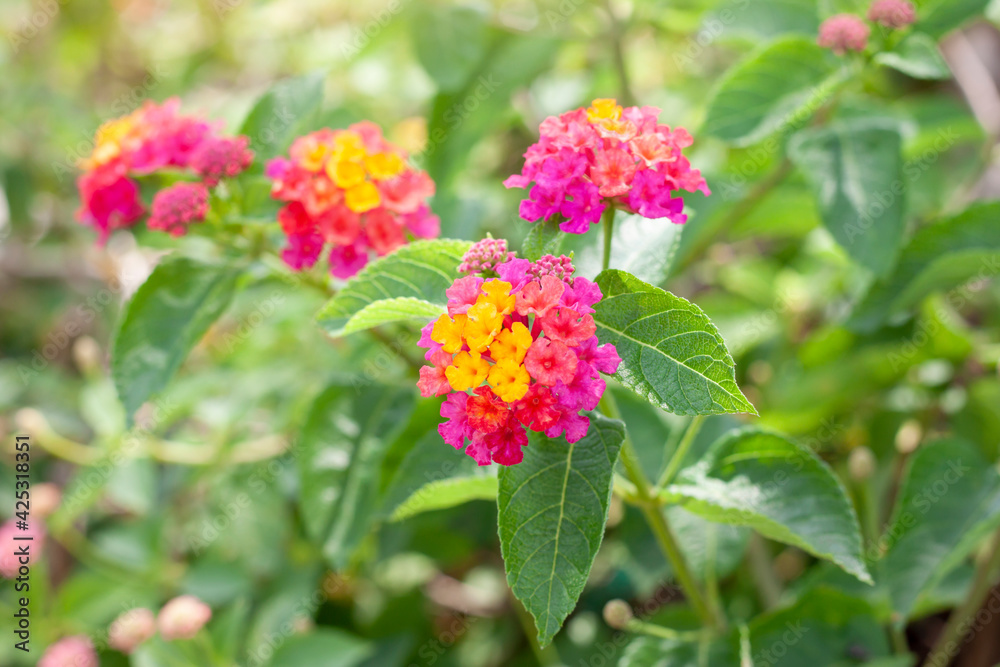 Colorful West Indian Lantana bloom with sunlight in the garden on blur nature background. Is a Thai herb.