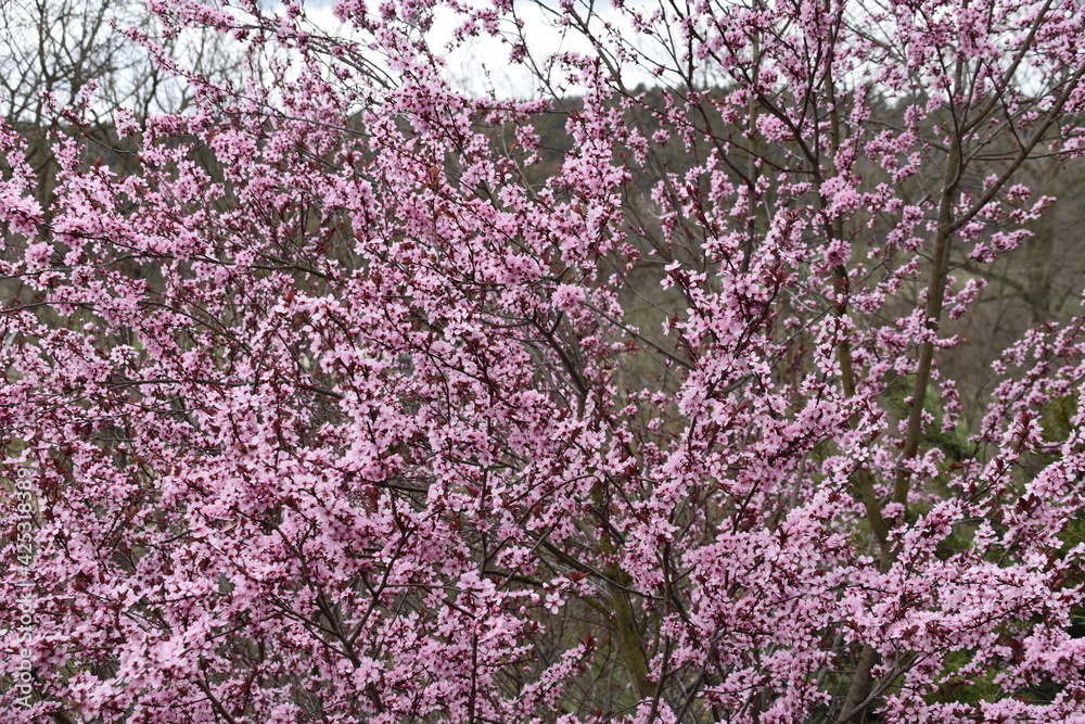 Essigbaum im Frühjahr