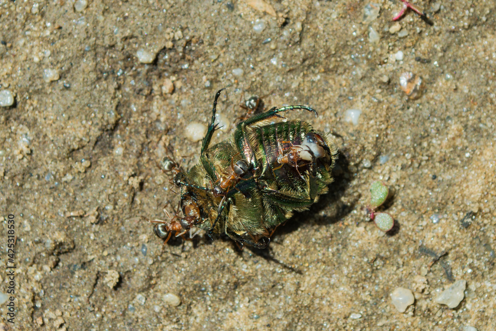 Golden chafer (Latin: Cetonia aurata) eaten by ants (Latin: Formicidae ...