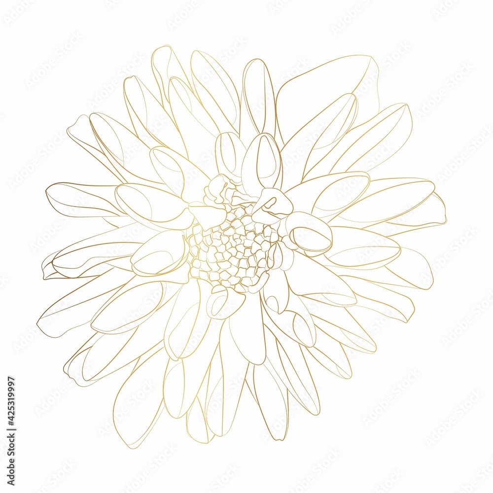 Golden line Dahlia Flower. Flora and Isolated Botany Plant with Petals. 