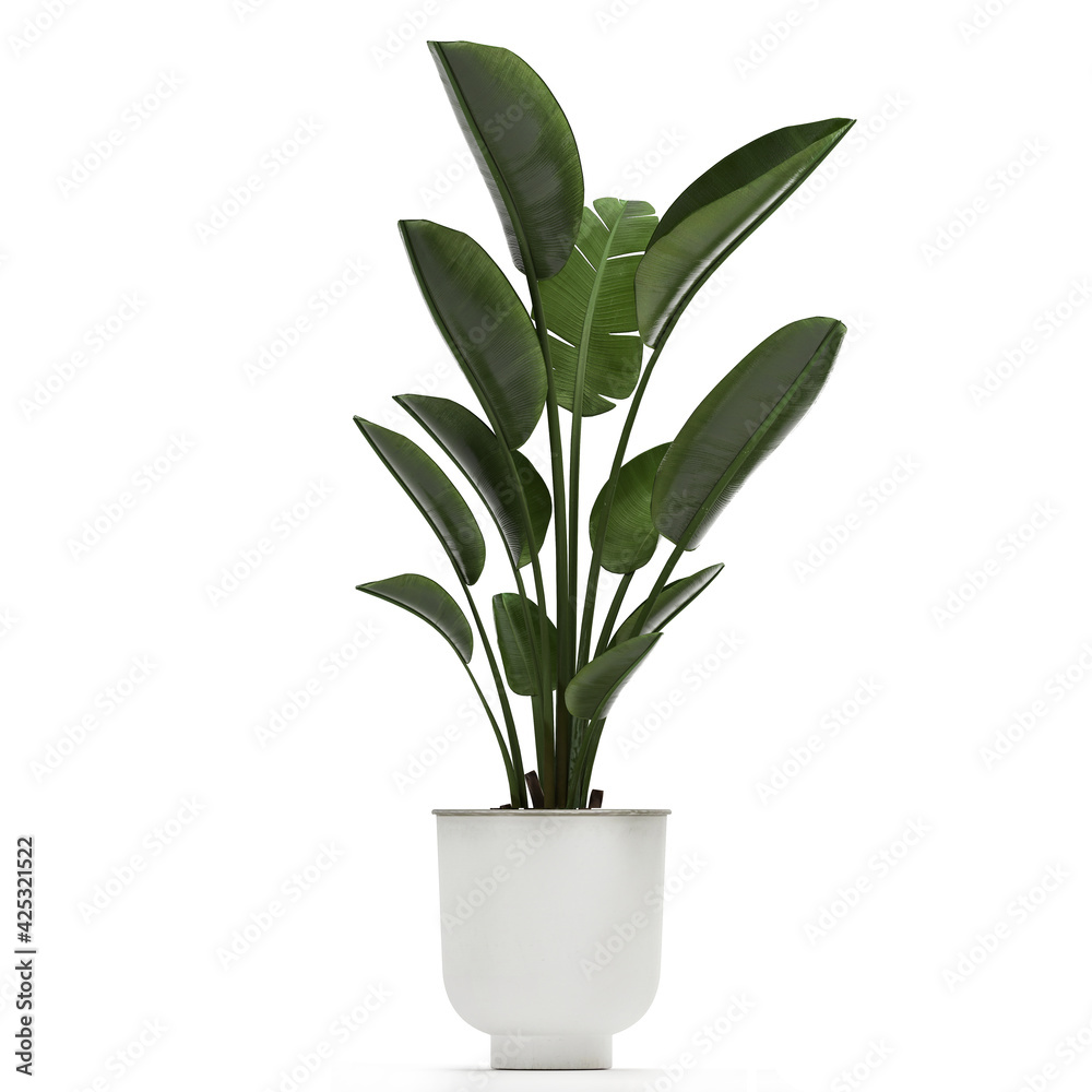 Fototapeta premium banana palm in a black pot on a white background