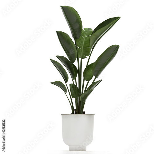 banana palm in a black pot on a white background
