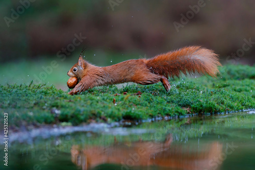 Eurasian red squirrel  Sciurus vulgaris  searching for food in the forest in the South of the Netherlands. 