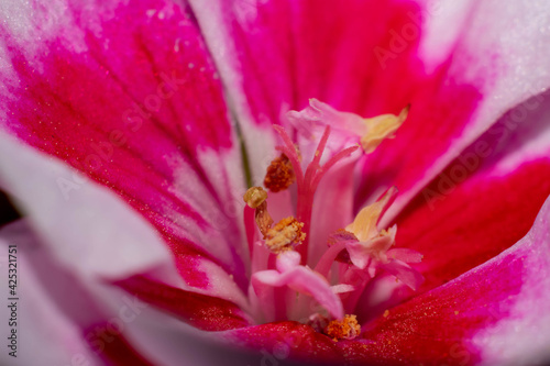 Fototapeta Naklejka Na Ścianę i Meble -  foto macro de una flor de geranio  . Pelargoniu