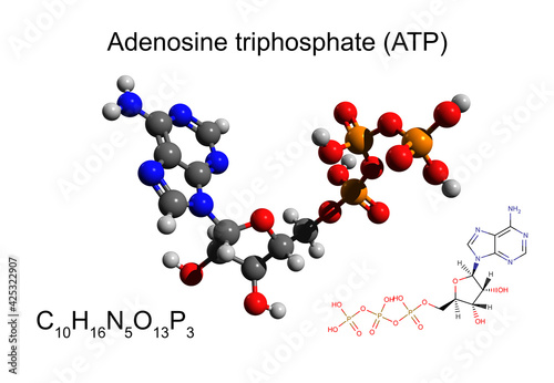 Chemical formula, skeletal formula and 3D ball-and-stick model of adenosine triphosphate (ATP), white background photo