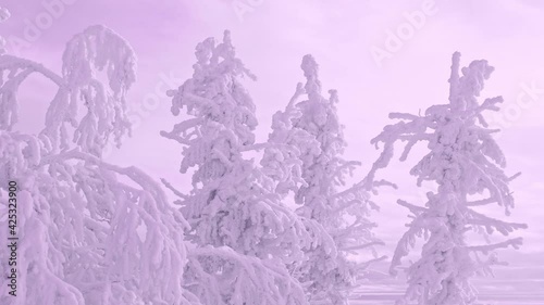 Beautiful view of row of snow trees. Branches sway in wind in pink sunset light. Spruce is completely covered with frost in cold weather