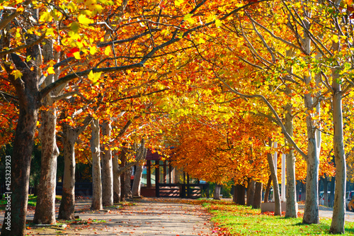 autumn city at bright sunny day, maple trees alley with yellow leaves