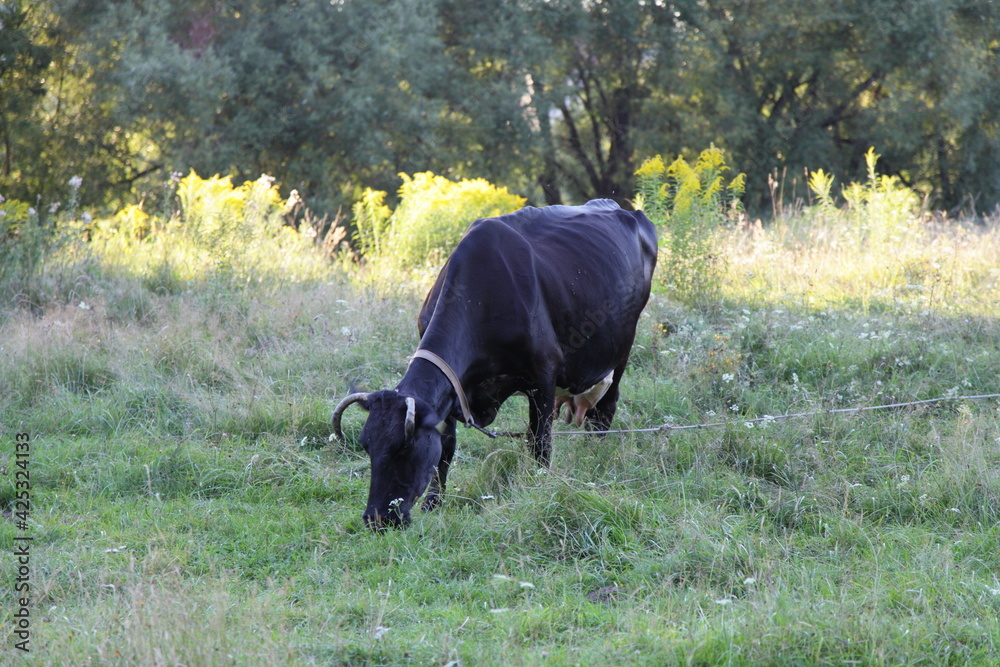 One black cow on green grass on summer evening outdoor, European agricultural landscape One black cow on green grass on summer evening outdoor, European agricultural landscape