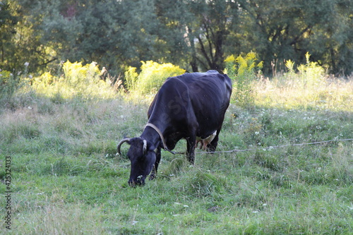 One black cow on green grass on summer evening outdoor, European agricultural landscape